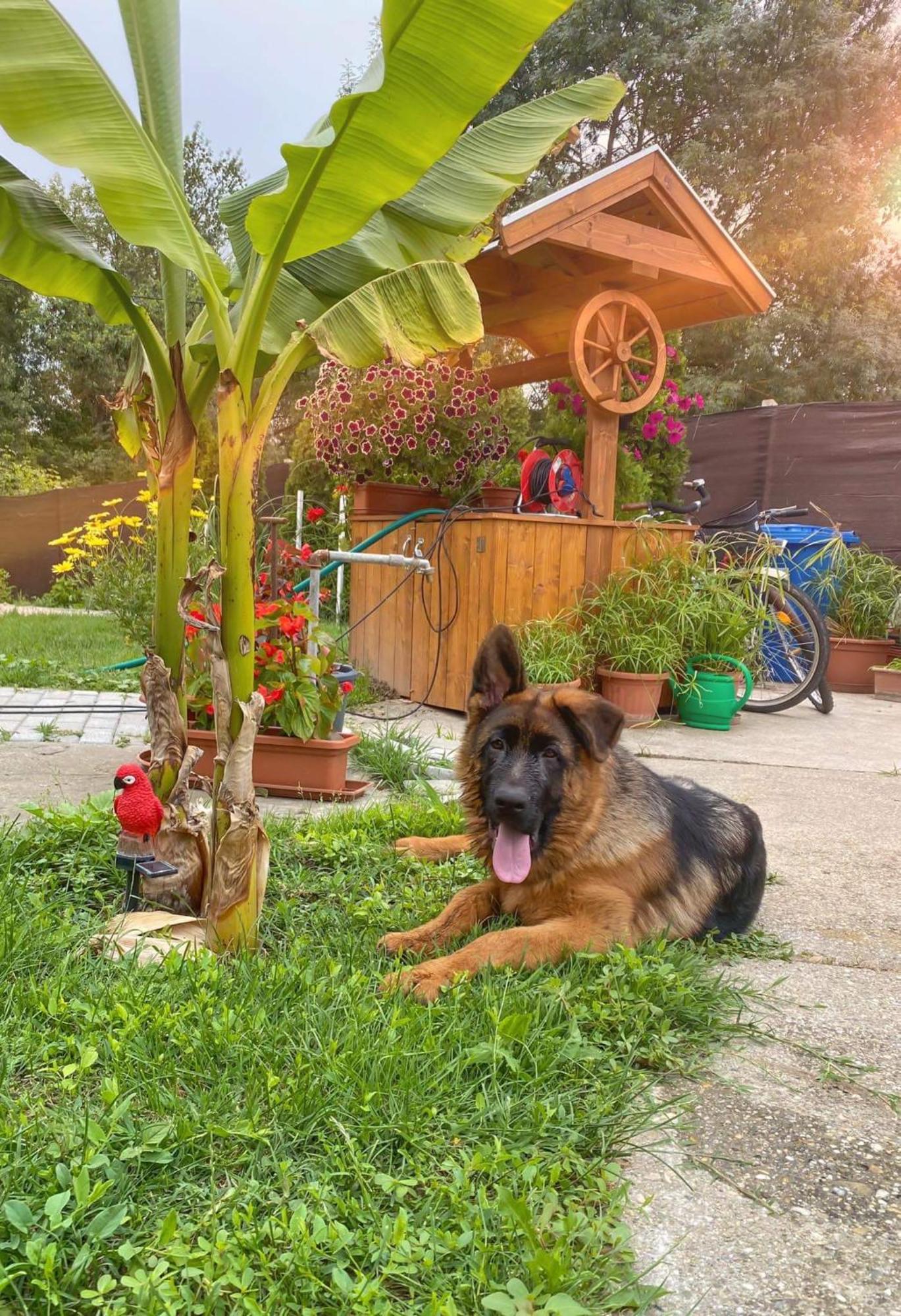 Arany Vendeghaz Villa Szarvas Bagian luar foto