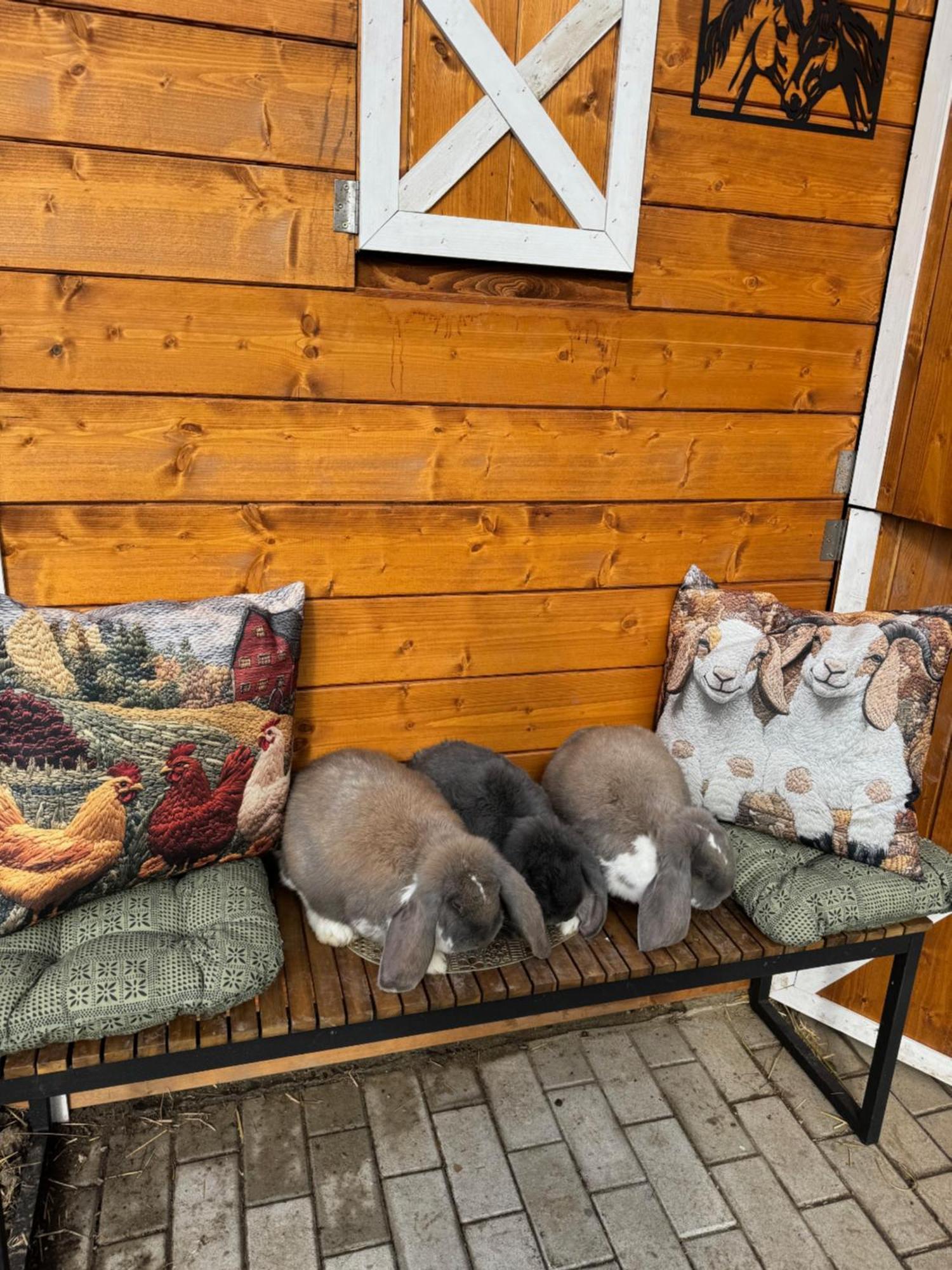 Arany Vendeghaz Villa Szarvas Bagian luar foto
